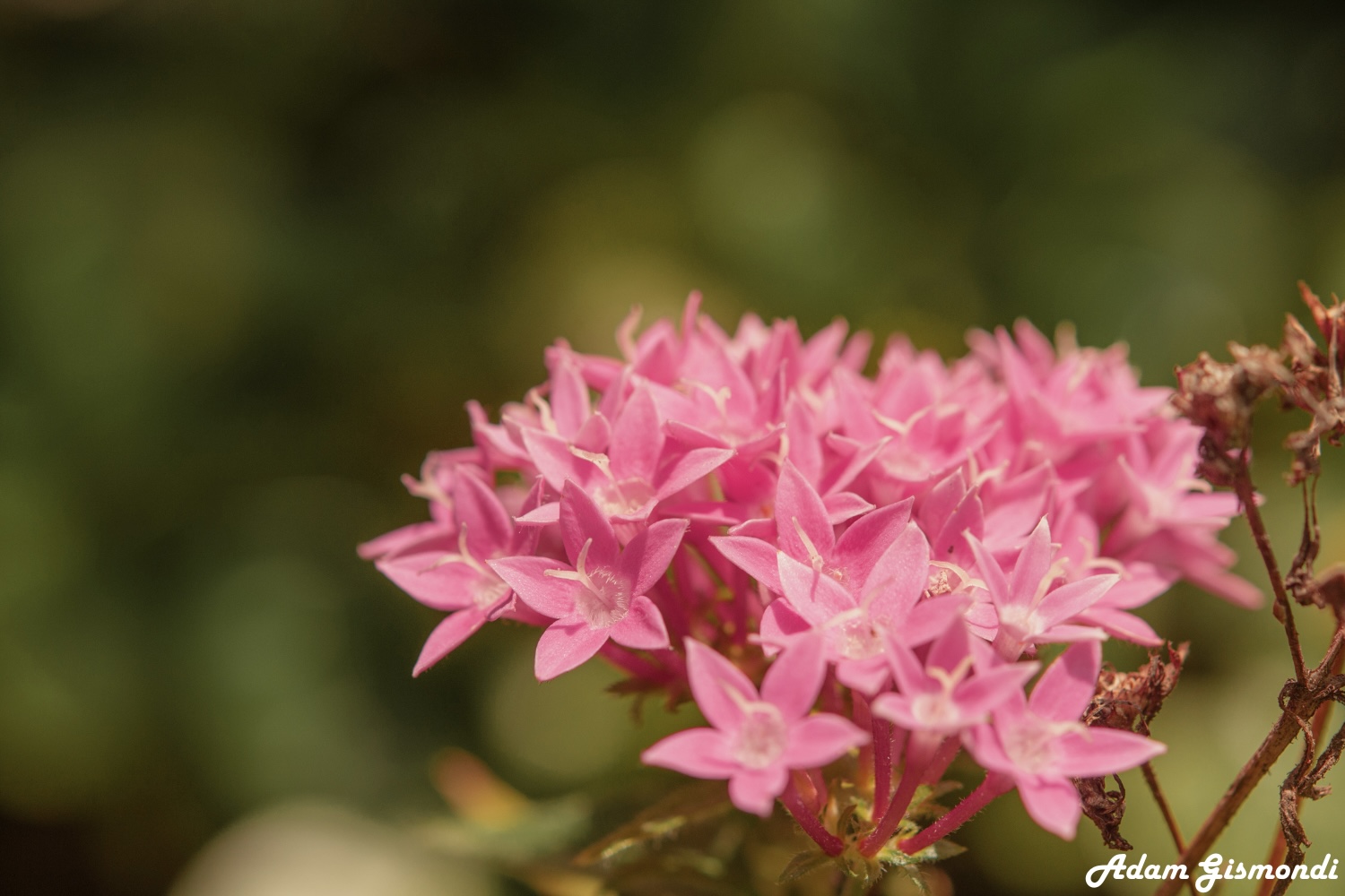 Macro 1